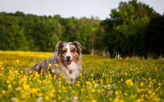 Dog sitting flower field trees - a field of flowers and grass free wallpaper