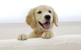 Dog smiling white couch camera - a white couch free wallpaper