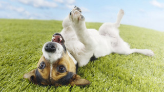 Dog rolling back grass paws - grass free wallpaper