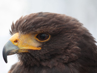 Bird prey yellow beak brown 2 - a close up of a bird free wallpaper