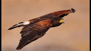 Bird prey flying wings spread - animal free wallpaper