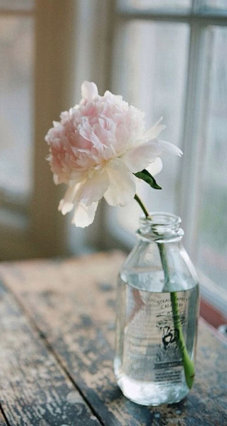 Pink flower glass jar table - a still life free wallpaper for mobile