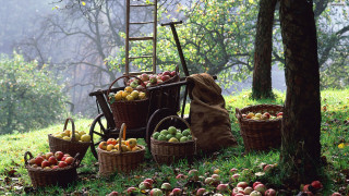Wooden cart filled apples forest - a forest next free wallpaper