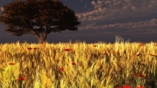 Tree field wheat red poppies - field free wallpaper
