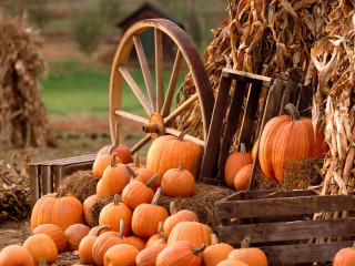 Pumpkins wagon hay pile fall - fall vibrancy free wallpaper