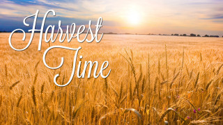 Wheat field harvest time sun - fall vibrancy free wallpaper