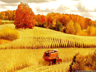 Red truck wheat field autumn - fall vibrancy free wallpaper