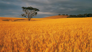 Wheat field lone tree cloudy - a cloudy day free wallpaper