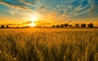 Field sunset clouds grass sky - sun free wallpaper for desktop