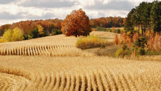 Wheat field trees background clouds - fall vibrancy free wallpaper