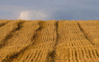 Wheat field cloud blue sky - heavy grain free wallpaper for desktop
