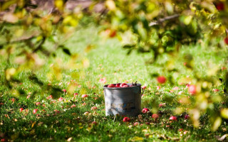 Bucket of apples in grass - fall vibrancy free wallpaper