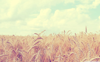 Wheat field cloudy blue sky - heavy free wallpaper