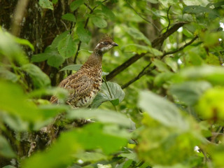 Bird sitting branch trees leaves - female free wallpaper