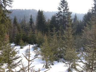 Snowy forest trees bench lake - covered ground free wallpaper