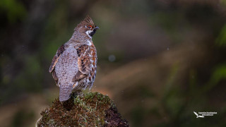 Bird moss rock forest blurry - top of a moss free wallpaper