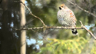 Bird perched branch blurry background 3 - brian snøddy free wallpaper