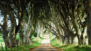 Dirt road lined with trees - the center free wallpaper