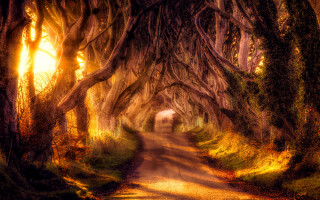 Road trees tunnel nature scenery - magical atmosphere free wallpaper