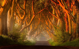 Road trees orange lights dark - the center of the picture free wallpaper for desktop
