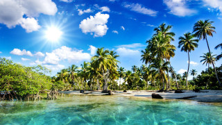 Tropical beach palm trees clear 7 - a tropical beach free wallpaper