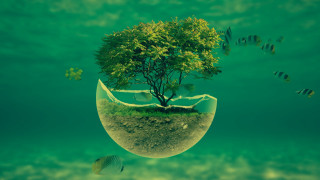 Tree bowl fish swimming around - solarpunk free wallpaper