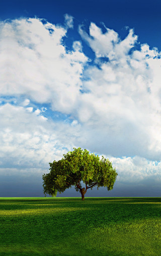 Lone tree green field cloudy 2 - a lone tree free wallpaper for mobile