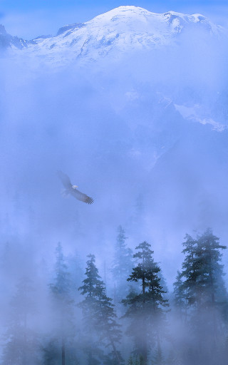 Bird flying forest fog mist 2 - american scene painting free wallpaper for mobile