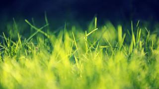 Grassy field blurry background tilt 2 - a grassy field free wallpaper