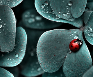 Ladybug green leaf water droplets 18 - a plant free wallpaper