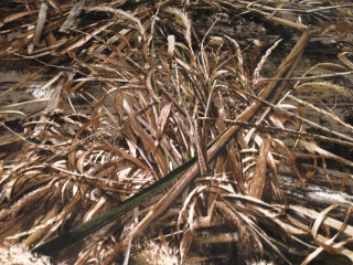 Dead plants field grass dirt - dead free wallpaper