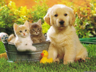 Dog kittens bucket grass rubber 4 - a bucket free wallpaper