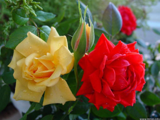 Flower water droplets roses bokeh - petal free wallpaper