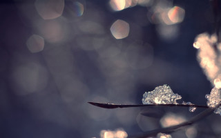 Plant ice water droplets closeup - winter free wallpaper