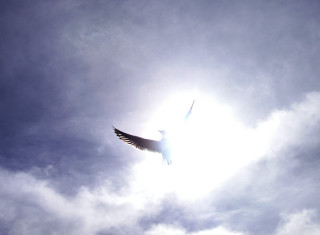 Bird flying cloudy sky sunshine - a cloudy blue sky free wallpaper