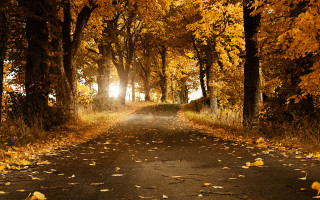 Road trees leaves light shining - the other side free wallpaper