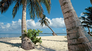 Beach palm trees blue sky 3 - eric deschamps free wallpaper