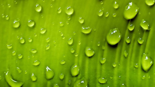 Green leaf water drops macro 25 - a green leaf free wallpaper