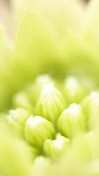 Close up flower blurry background 13 - a close up of a flower free wallpaper for mobile