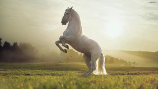 White horse rearing grass sun - its hind leg free wallpaper