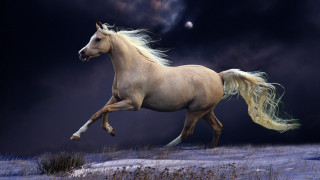 Horse running snow dark sky - majestic free wallpaper