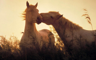 Horses touching noses sunset tall - two horse free wallpaper