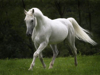 White horse running grassy field - majestic free wallpaper