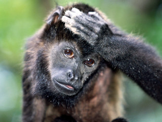 Monkey hand head blurry background - alex petruk ape free wallpaper