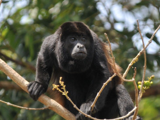 Monkey brown black branch outdoors - an illustration of free wallpaper