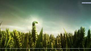 Green umbrella field tall grass - a green umbrella free wallpaper