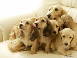 Dogs couch tongues out heads - their head free wallpaper