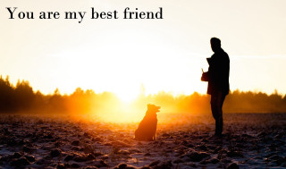 Man dog field sunset best - the sun setting behind them free wallpaper