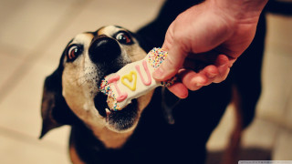 Dog candy bar camera holding - the camera man free wallpaper