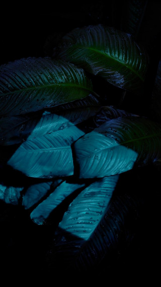 Green leaves table light blue - top of a table next free wallpaper for mobile
